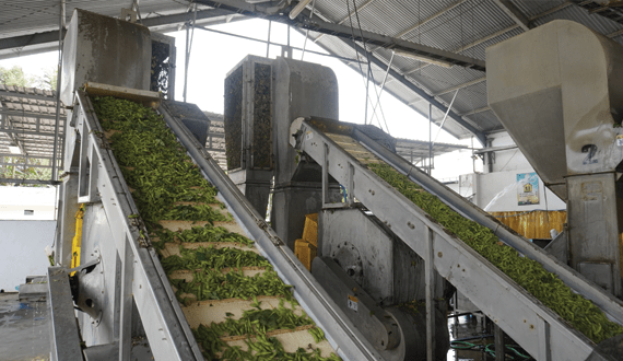 PT Mitratani Dua Tujuh Green Beans