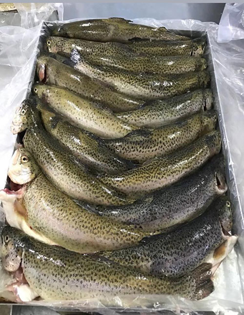 Varna Trading Eurasia Shrimp