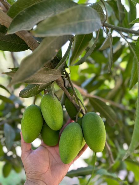 Mangoes