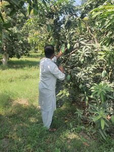 Mangoes