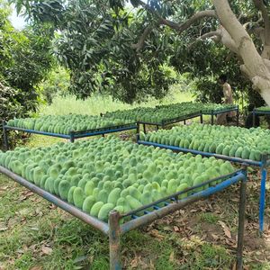 Mangoes