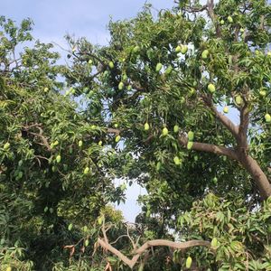 Mangoes