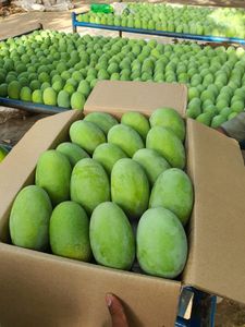 Mangoes