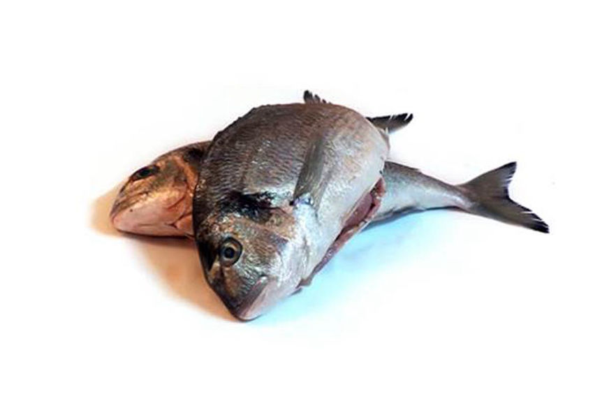 Frozen Fish