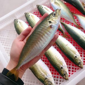 frozen carapau mackerel 20cm fish horse mackerel fish frozen
