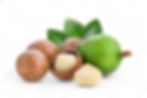 Macadamia Nuts