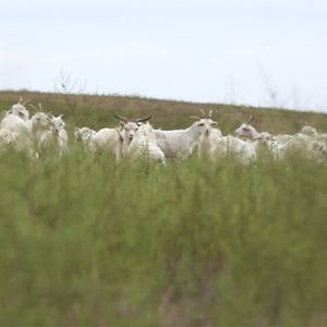 cashmere
