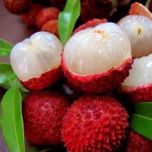 FRESH LYCHEE/LITCHI/LITCHEE
