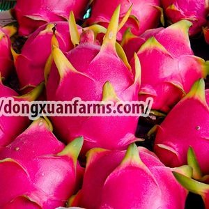 FRESH DRAGON FRUIT