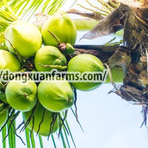 FRESH COCONUT