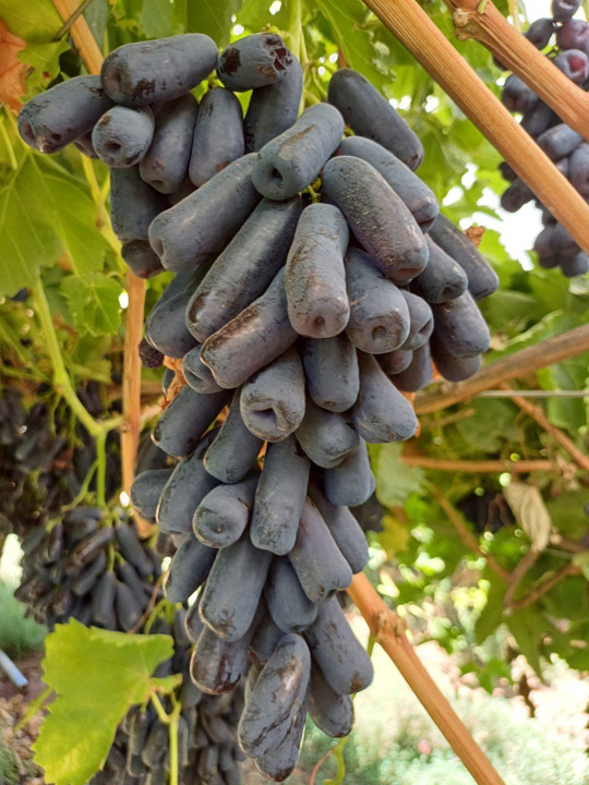 New Zealand grape