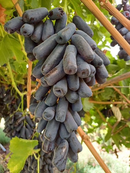 New Zealand grape