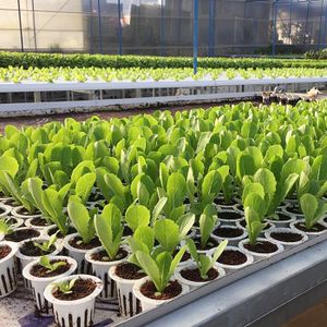 Agricultural products