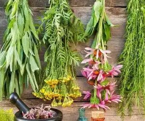 Herbs