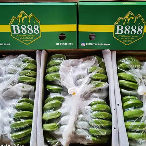 Fresh bananas for export B888- A456, A789