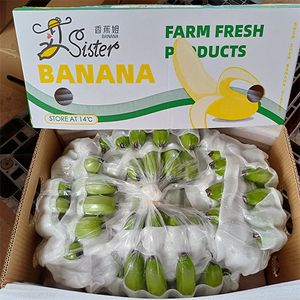 Fresh bananas for export Sister- B456, B789