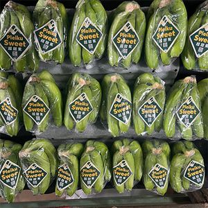 Fresh bananas for export Sweet - CP
