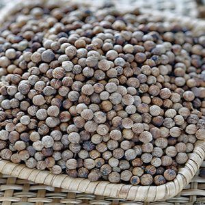 Whole DW White Pepper Asta Cleaned/ Steam Sterilized