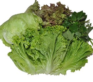 Lettuce