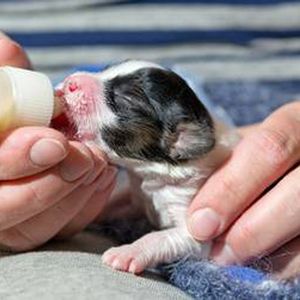 Veterinary Raw Materials