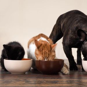 wet pet food