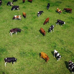 Dairy Products