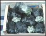 FILMATI BROCCOLI