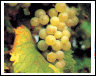 GRAPE