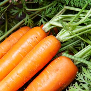 Carrots