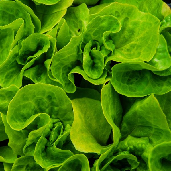 Lettuce