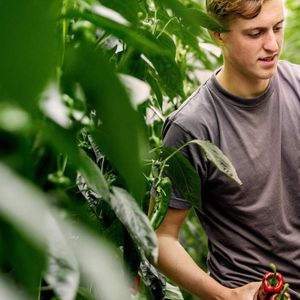 Peppers