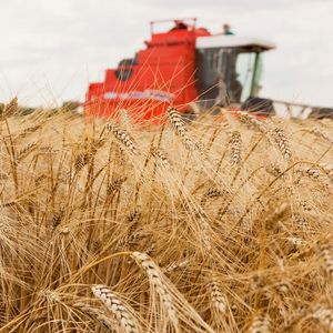 Wheat