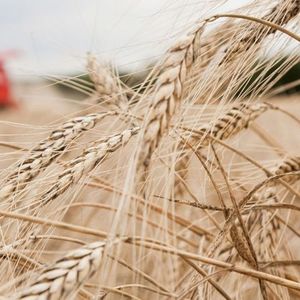 wheat