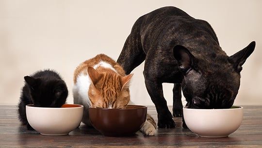 Dog & Cat Food