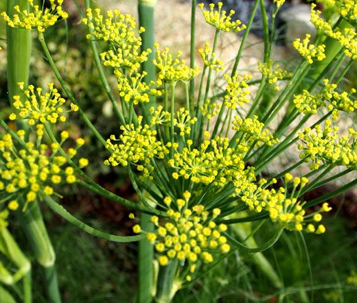 Essential oil Bitter Fennel