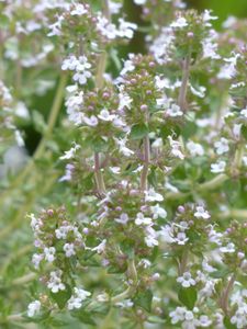 Essential oil Thyme white
