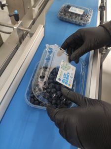 Blueberry