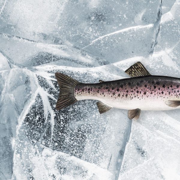 Steelhead Trout