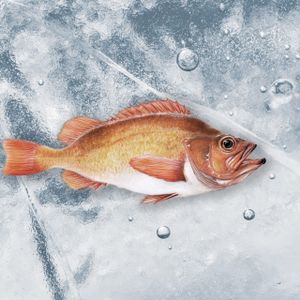 Redfish