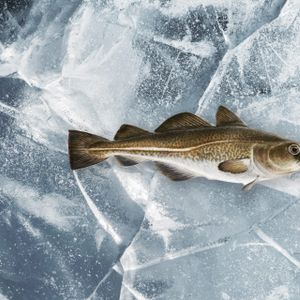 Atlantic cod