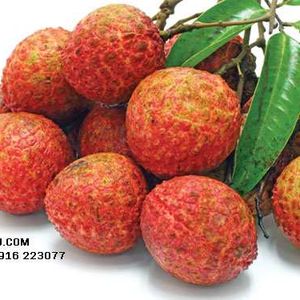 Lychee
