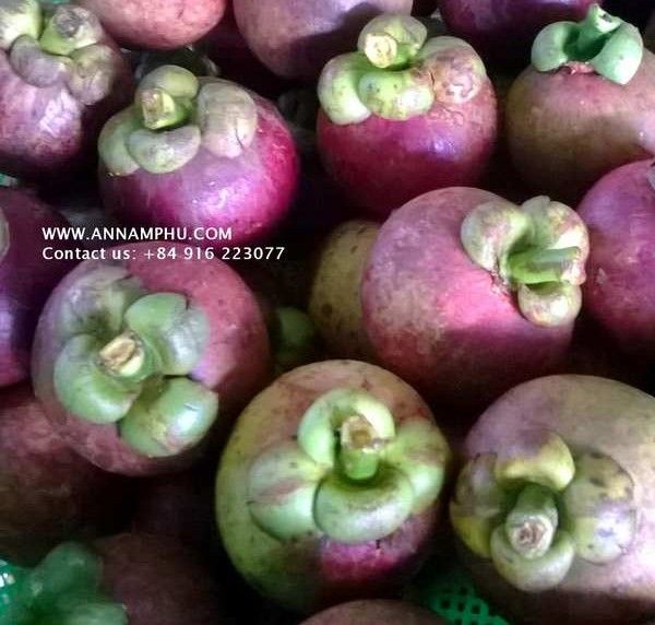 Mangosteen