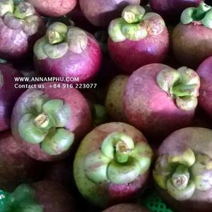 Mangosteen