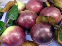 Milk fruit