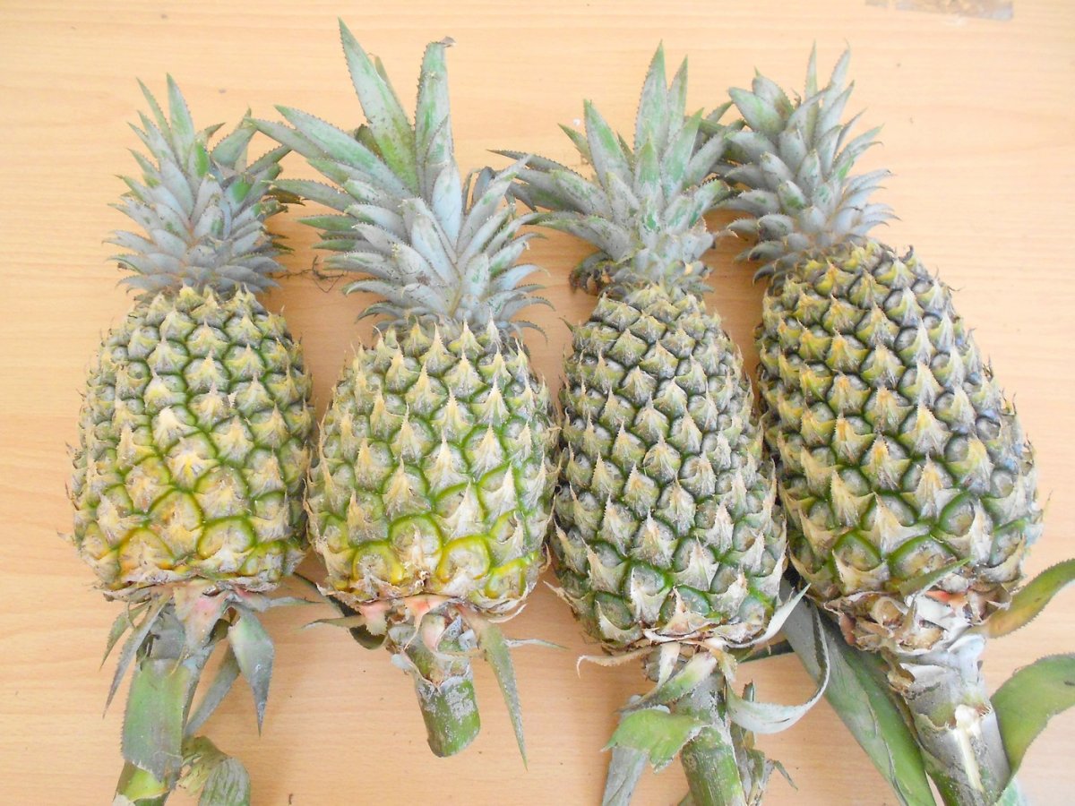 Pineapple
