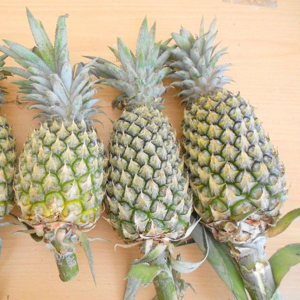 Pineapple