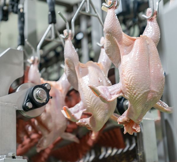 Fresh Poultry Meat Products