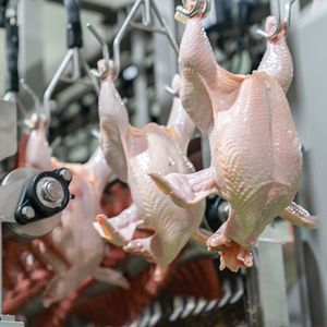 Fresh Poultry Meat Products