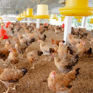 "Thao Moc" Herbal Free Range Chicken