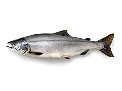 FROZEN MSC FISH